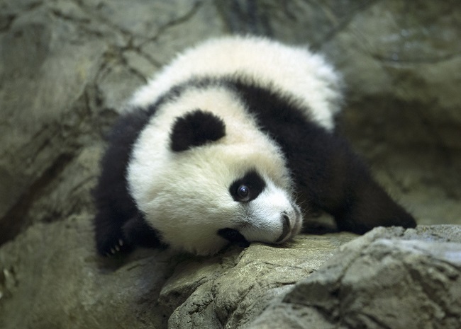 Panda suit man in snow battle challenge to Tian Tian