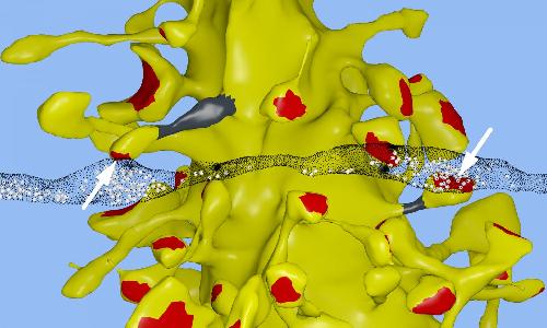 Brain is 10 Times Better at Memorizing Things