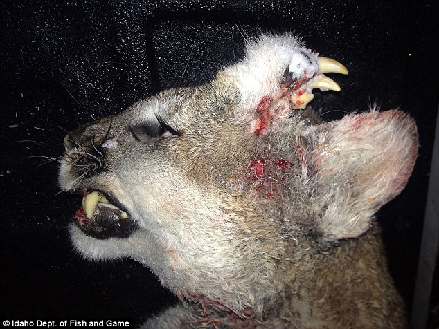 Mountain lion with rare deformity found in southeast Idaho