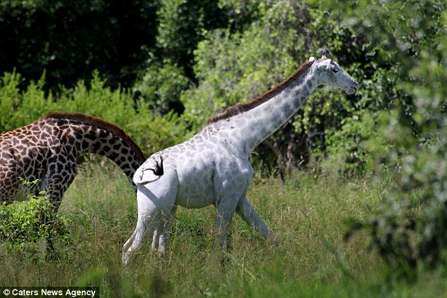 Rare white giraffe spotted in Tanzania