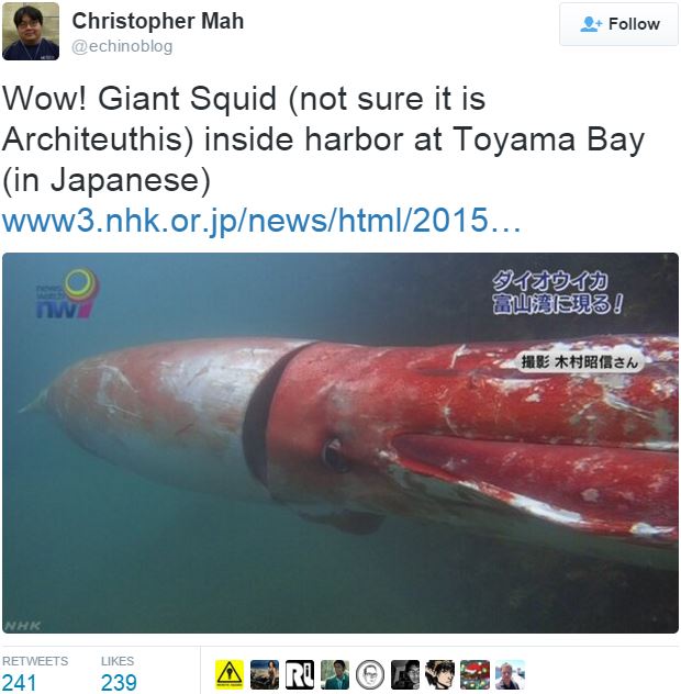 Rare glimpse at giant squid
