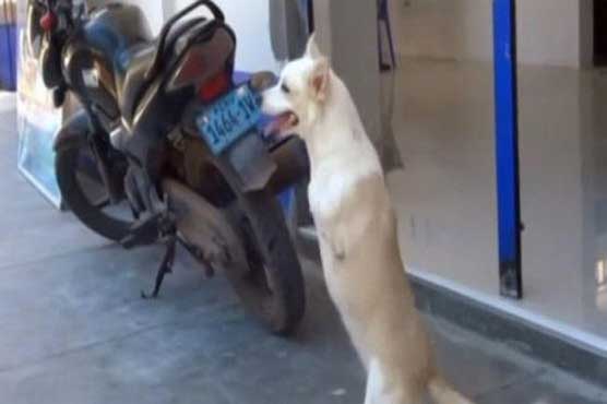 An increasing number of visitors have come to the shelter since her arrival